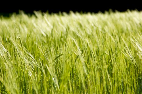 Free stock photo of atardecer, campo, cebada Stock Photo