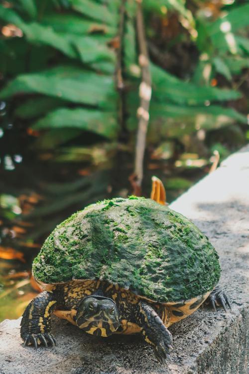 Close Upfoto Van Schildpad Op Richel