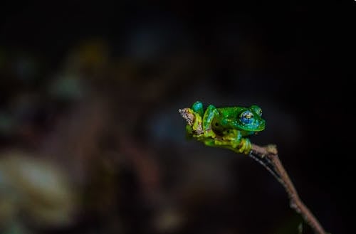 绿蛙的微距摄影