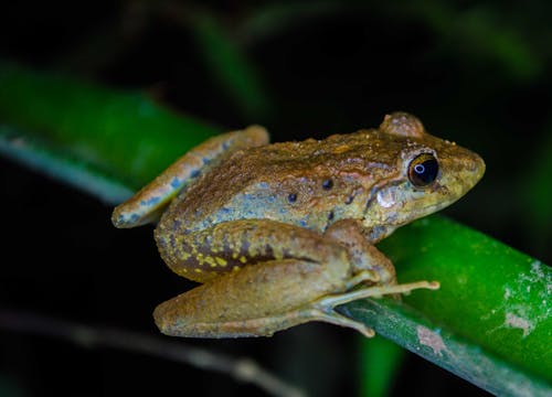 Close-Up Photo of Brown Frog