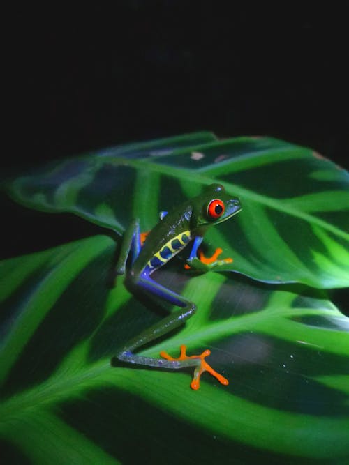 Close-Up Photo of Green Frog