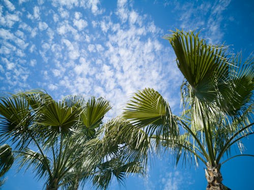 Palme Sotto Il Cielo Blu