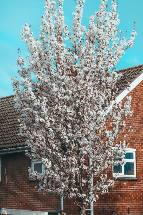 Photos gratuites de arbre, bâtiment, blanc