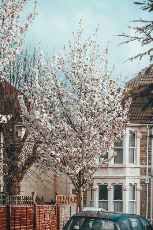 ağaç, araba, bahar içeren Ücretsiz stok fotoğraf