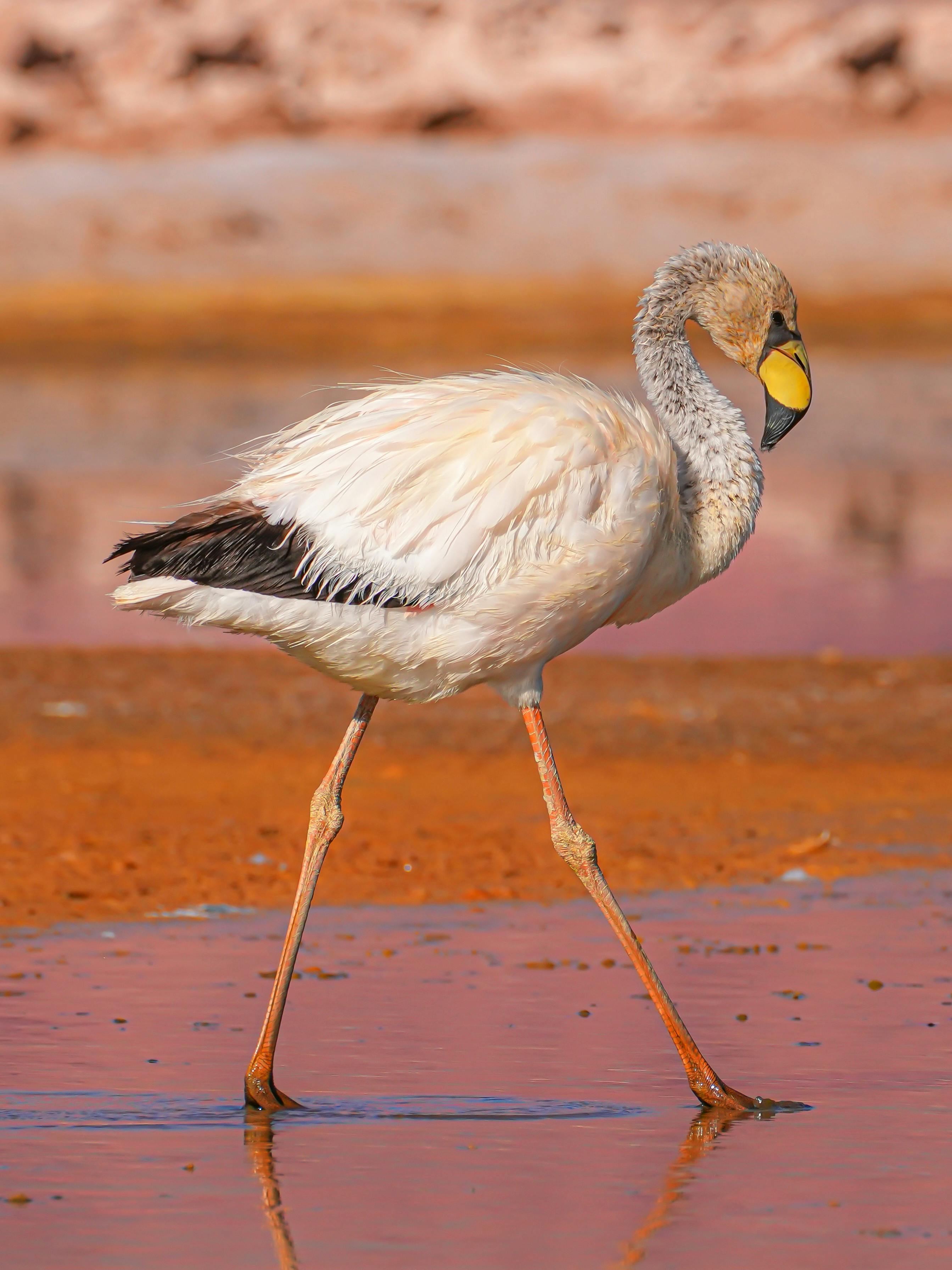 Graceful Andean flamingo (Phoenicoparrus andinus) walking in the wetlands of San Fernando del Valle de Catamarca.