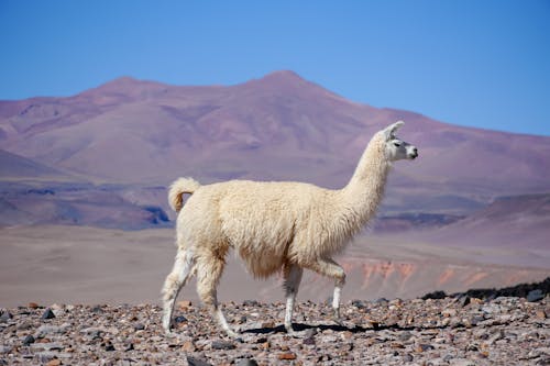 Gratis lagerfoto af alpaca, bakke, dyrefotografering