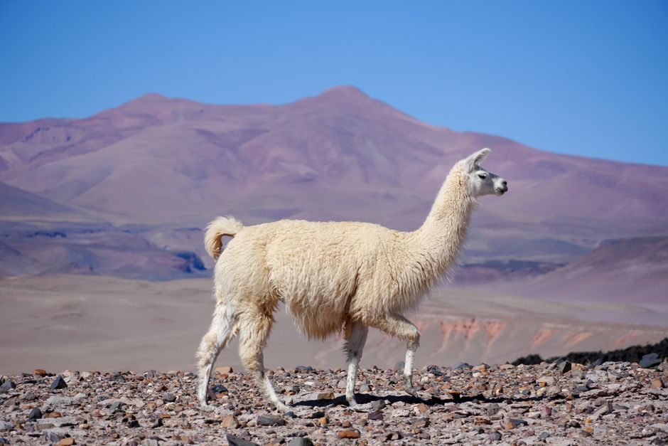 A llama standing in a rocky desert with hills in the background.