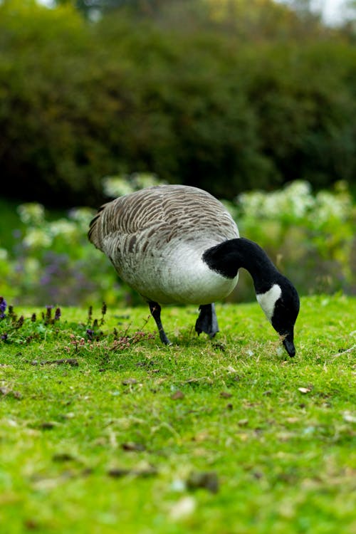 加拿大鵝, 動物攝影, 吃草 的 免費圖庫相片