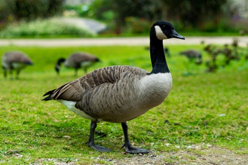 加拿大鵝, 動物攝影, 天性 的 免費圖庫相片