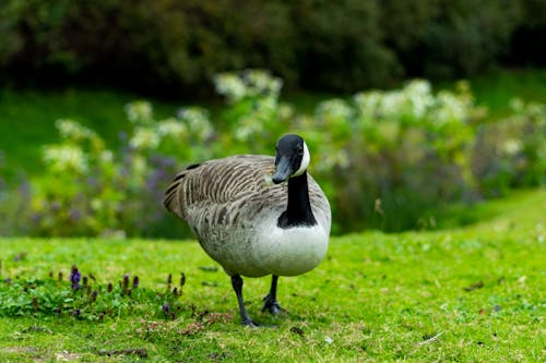 公園, 加拿大鹅, 動物攝影 的 免费素材图片