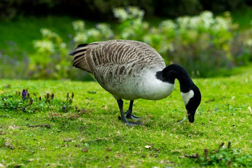 加拿大鵝, 動物攝影, 吃草 的 免費圖庫相片