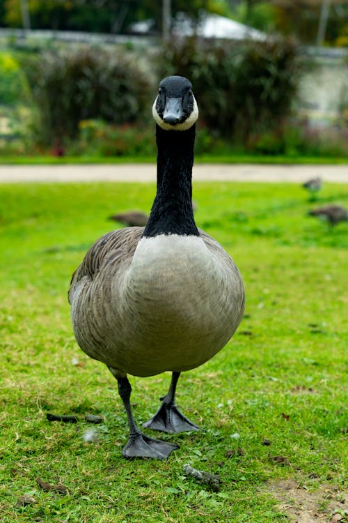 加拿大鵝, 動物攝影, 垂直拍攝 的 免費圖庫相片