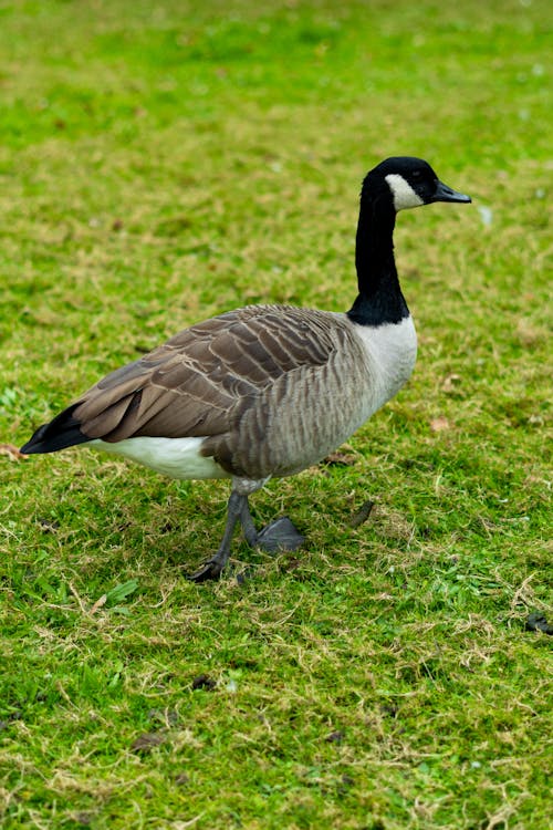 A goose is standing on the grass in a field