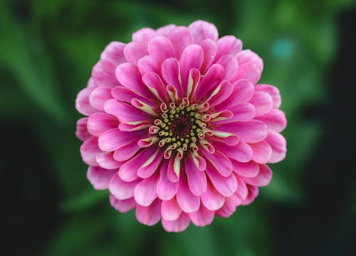 俯視圖, 百日草, 粉紅色 的 免費圖庫相片