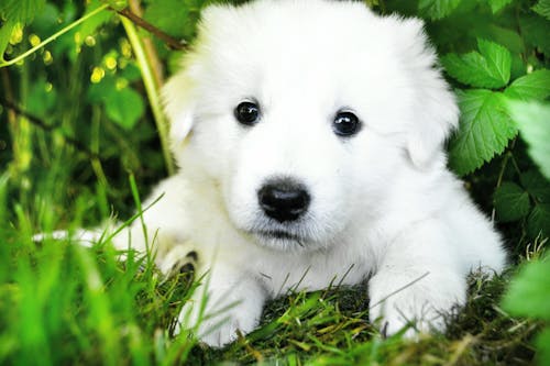 beyaz köpek, çim, evcil içeren Ücretsiz stok fotoğraf