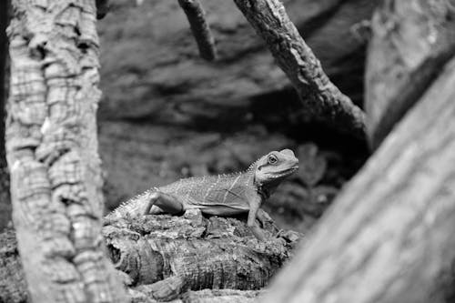 Black and white photo of lizard on log