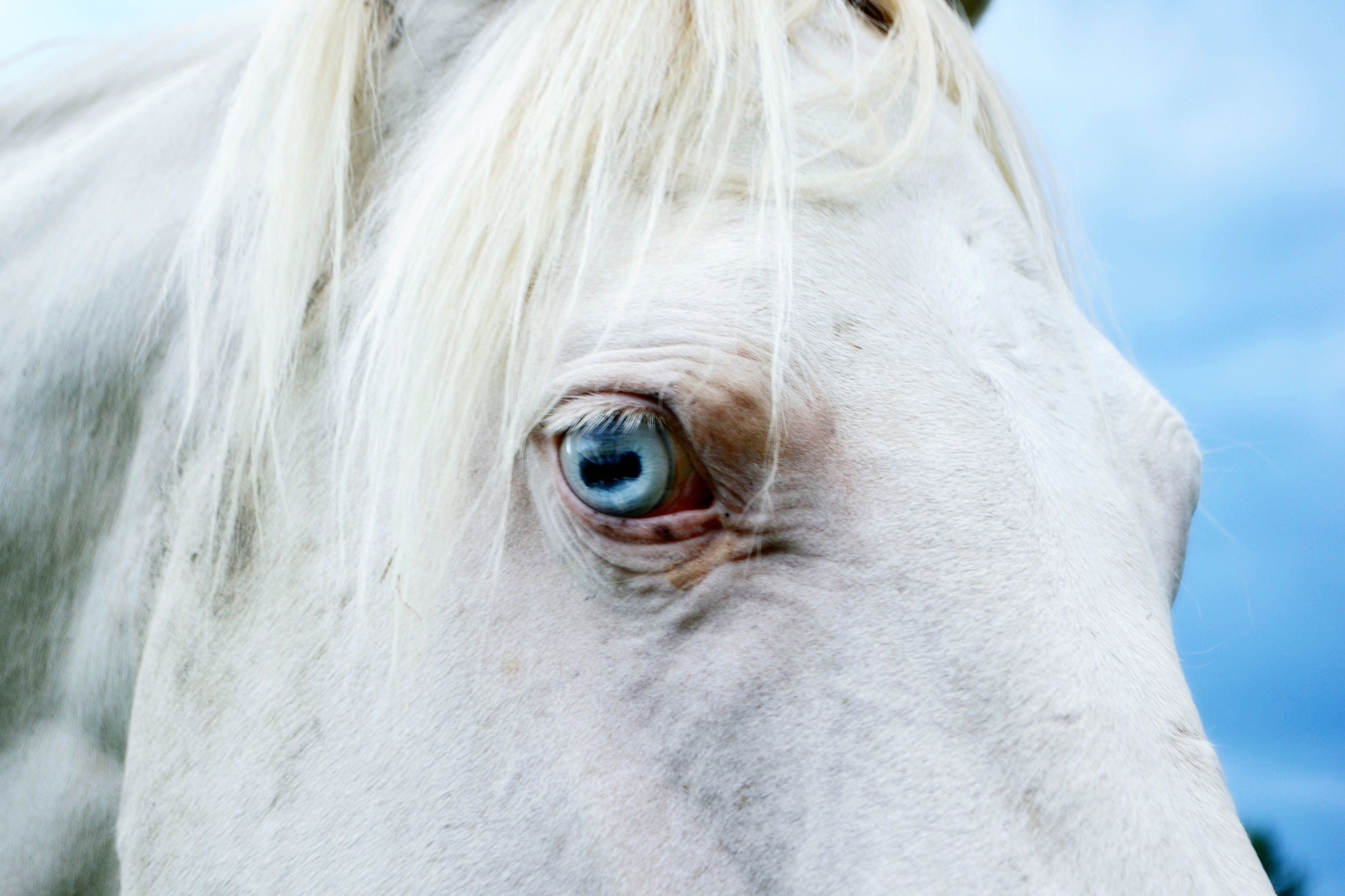 Veterinarian examining a horse during a checkup