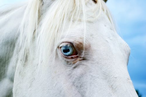 Základová fotografie zdarma na téma bílý kůň, dívání, domácí