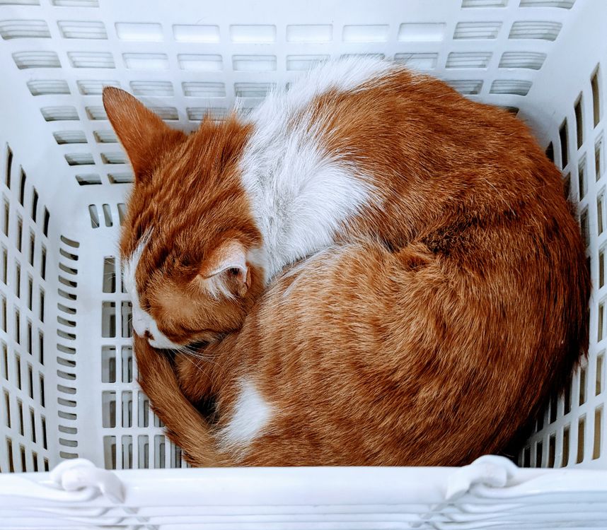 An orange and white cat curled up in a laundry basket · Free Stock Photo