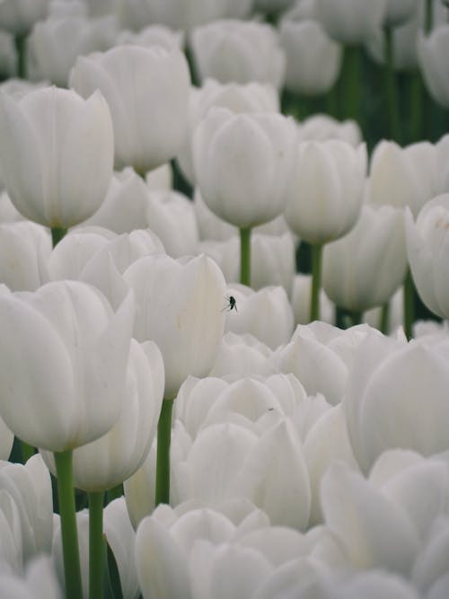 Foto stok gratis bunga, bunga tulip, halus