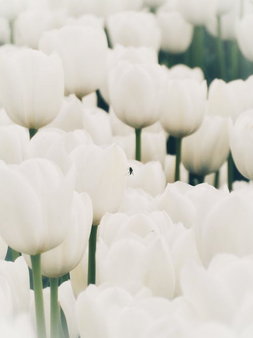 オーガニック, チューリップ, 咲くの無料の写真素材