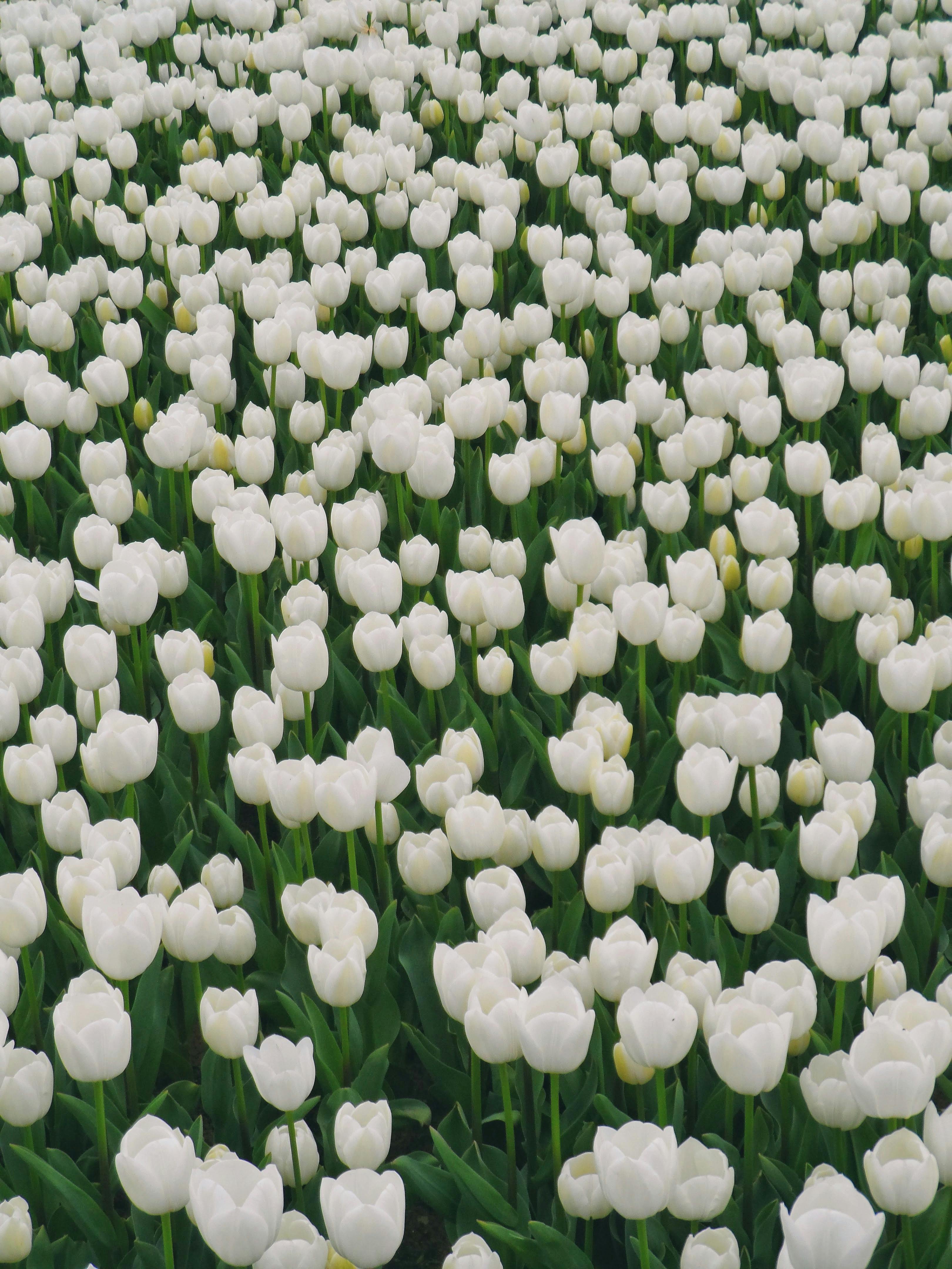 Breathtaking view of a field filled with white tulips, capturing the beauty of spring blooms.