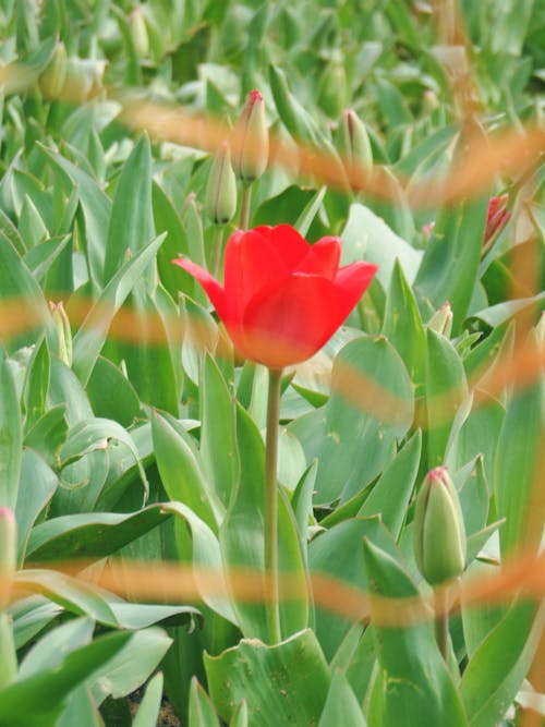 A single red tulip is in a field of green