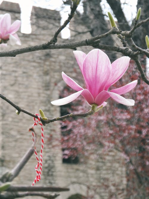 A pink flower on a tree branch with a red ribbon