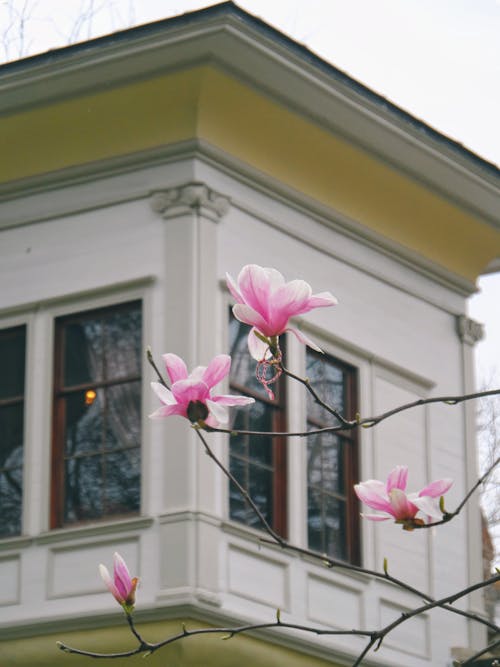 A magnolia tree in bloom in front of a house