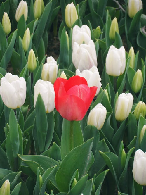 A red tulip is in the middle of a bunch of white tulips