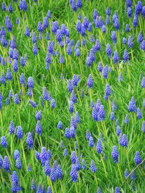 Kostnadsfri bild av blommor, fält, flora