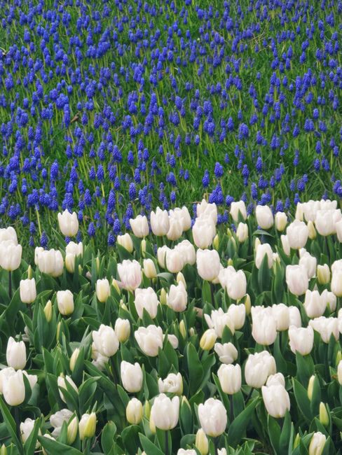 A lush spring garden displays white tulips and blue hyacinths in full bloom, creating a stunning contrast.