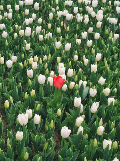 A single red tulip in a field of white tulips