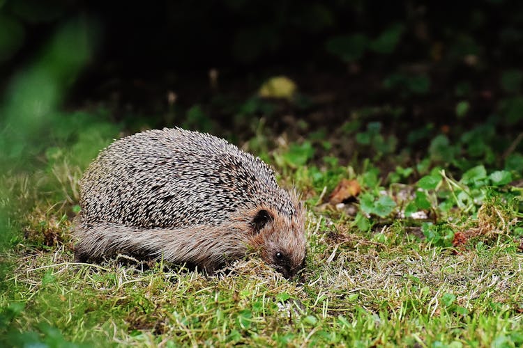 Brown Hedgehog On Grass