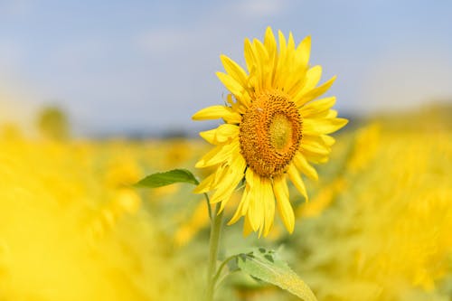 A sunflower in a field with a blue sky