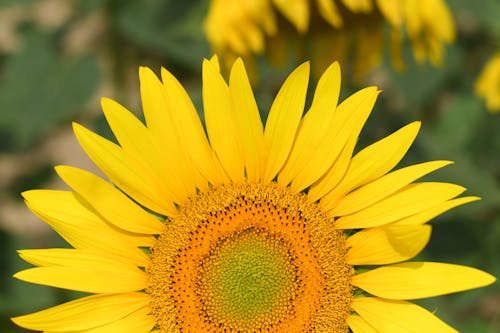 A close up of a sunflower with green leaves