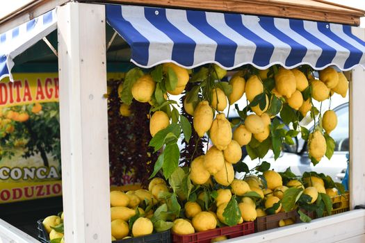 A vibrant display of fresh lemons hanging at an Italian local market stand.