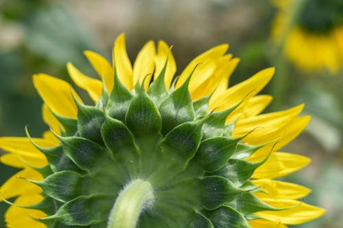 A close up of a sunflower with green leaves