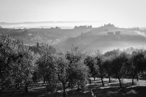 Black and white photo of olive trees in the mist