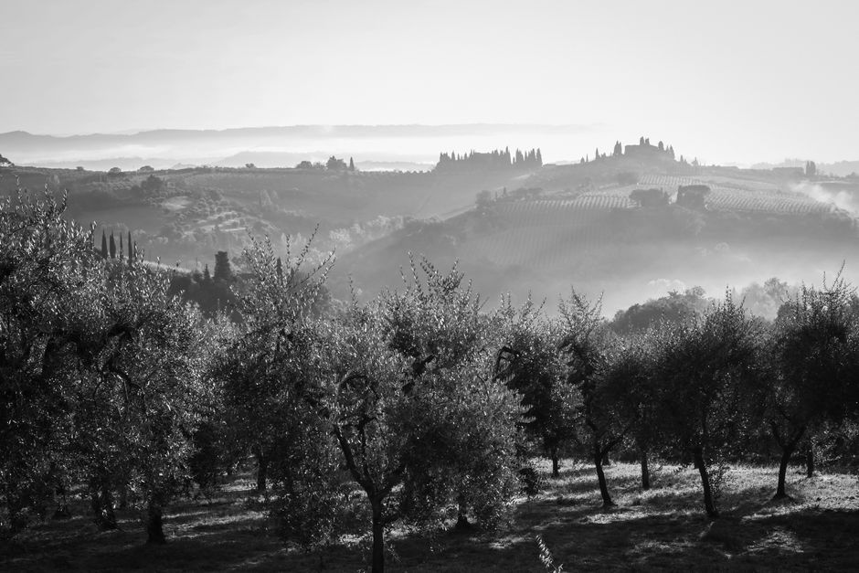 Black and white landscape of Tuscany's olive groves and hills in morning mist.