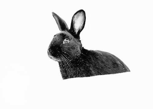 Black and white photo of a rabbit in the snow