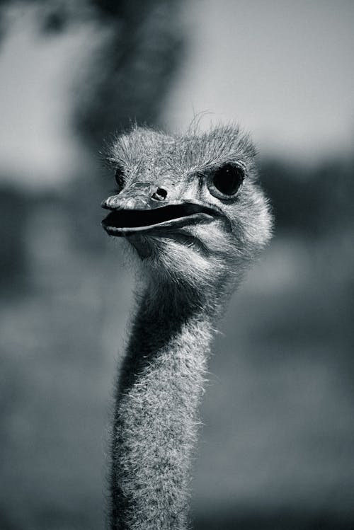 An ostrich with a black and white photo of it's head