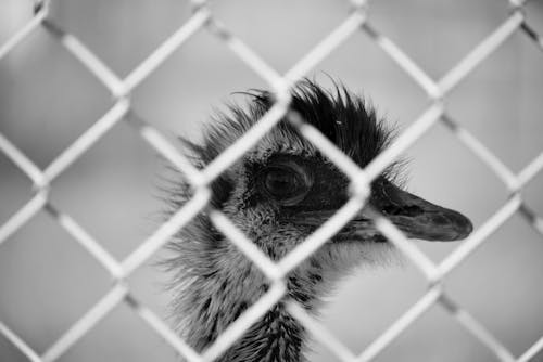 An ostrich looking through a chain link fence