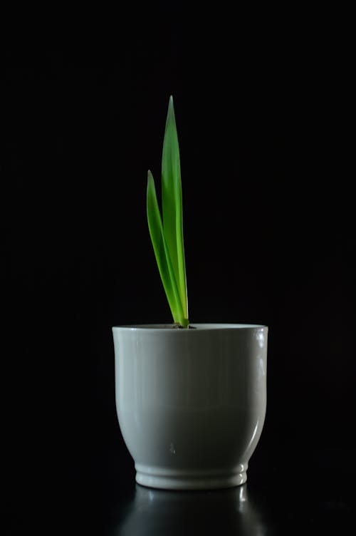 Foto Van Plant On Pot