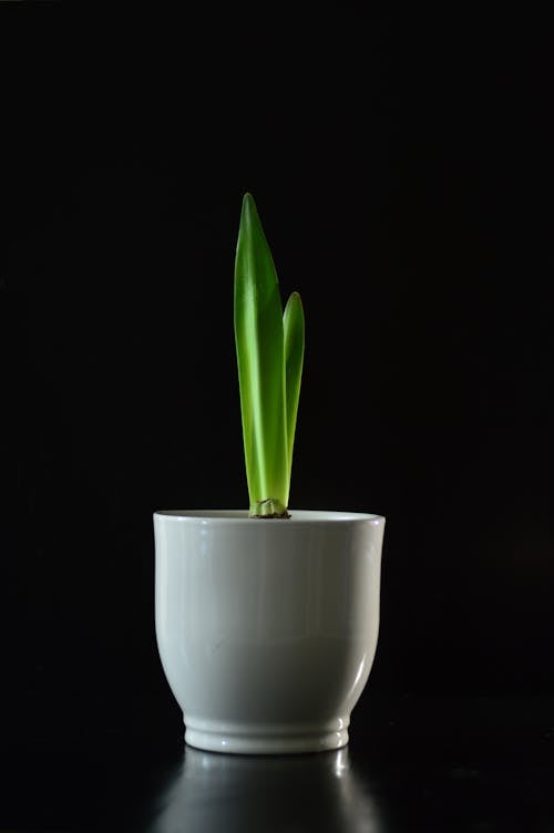 Plante Verte Sur Vase En Céramique Blanche