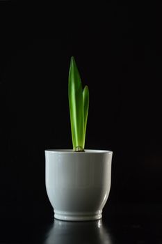 在黑色背景的映衬下，白色花盆中的一株极简主义绿色植物，凸显出其简约的美丽与优雅