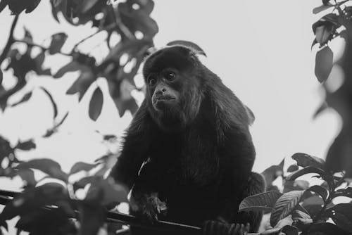 A black and white photo of a monkey sitting on a tree branch