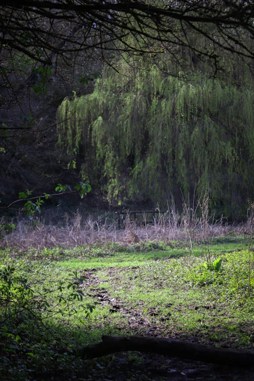 A dog is walking through a field with a tree