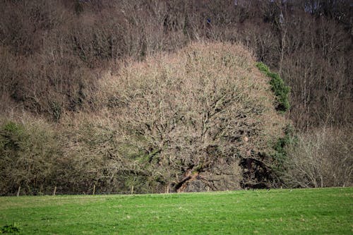 Photos gratuites de arbre, champ, clairière