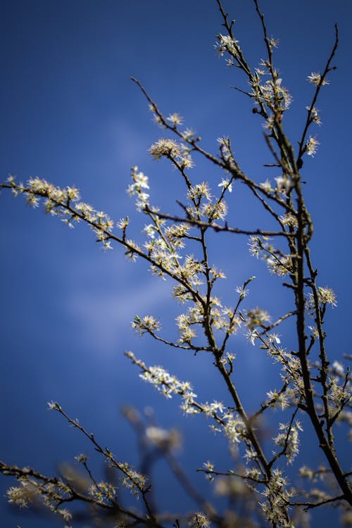 A branch with white flowers against a blue sky